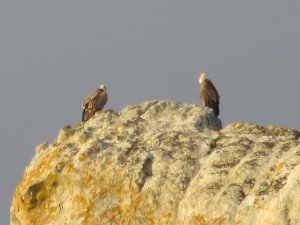 Vultures Feb 15